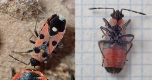 Réf. 222 166 : Horvathiolus superbus